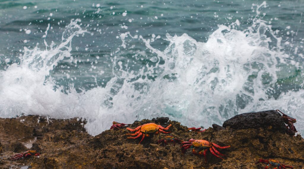 Galapagos in September