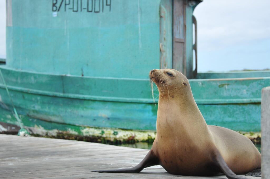 Isabela Island, Galapagos