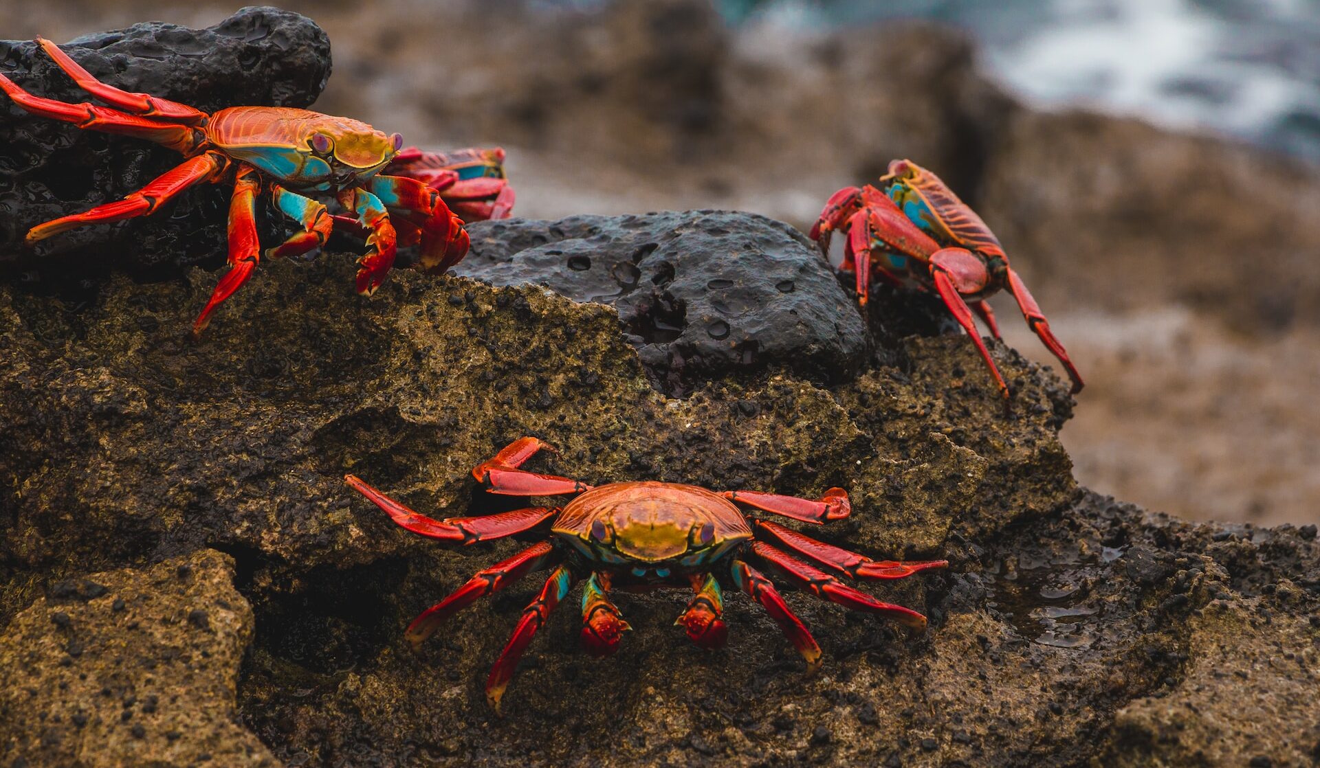 Best Galapagos Trips: Ultimate Guide to Galapagos Islands