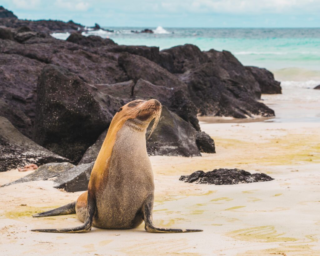 The Best Galapagos Cruises for the Best Island Adventure in 2023