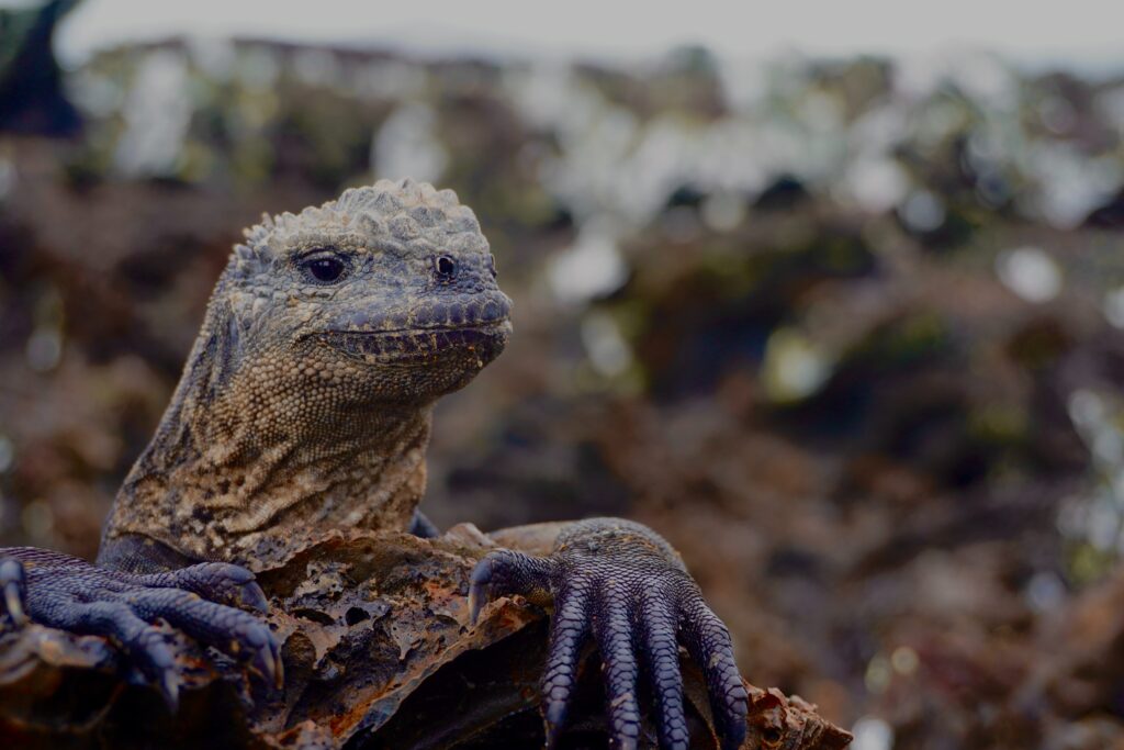 Galapagos Weather December – Essential Information for a Your Next Trip