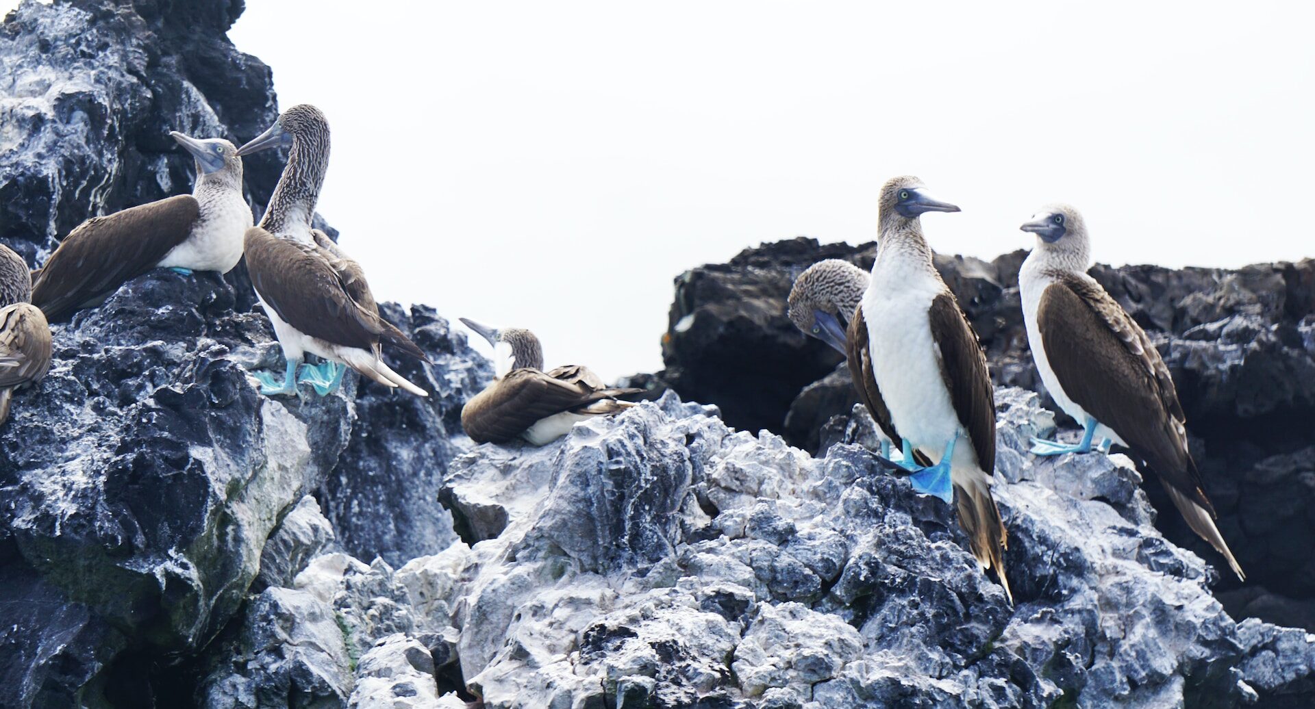 Everything You Need to Know for Visiting Galapagos in May