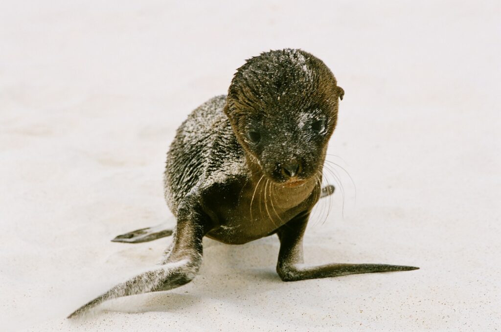 Galapagos Weather December – Essential Information for a Your Next Trip