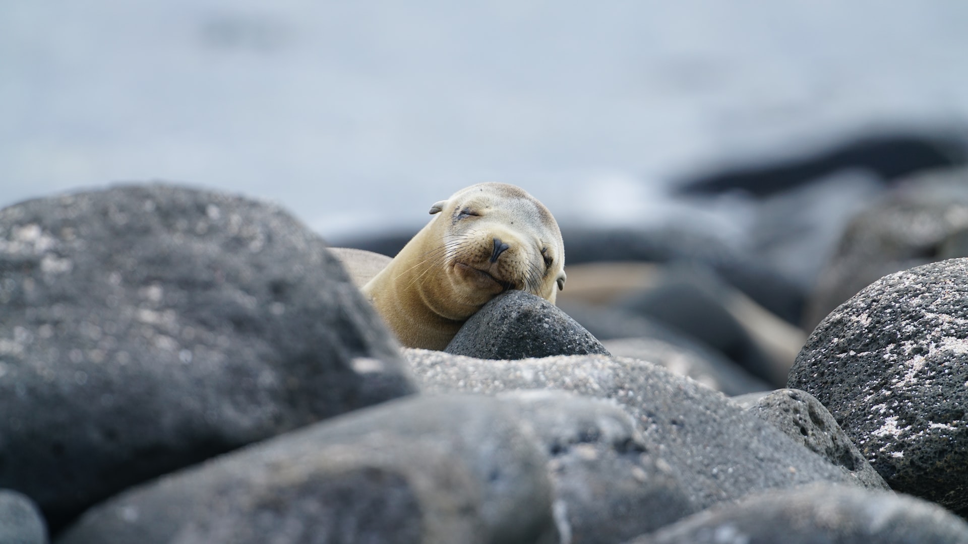 Best Galapagos Trips: Ultimate Guide to Galapagos Islands