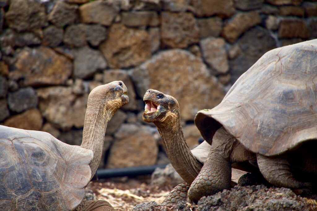 	
The Best Galapagos Cruises for the Best Island Adventure in 2023