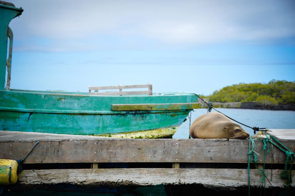 	
The Best Galapagos Cruises for the Best Island Adventure in 2023